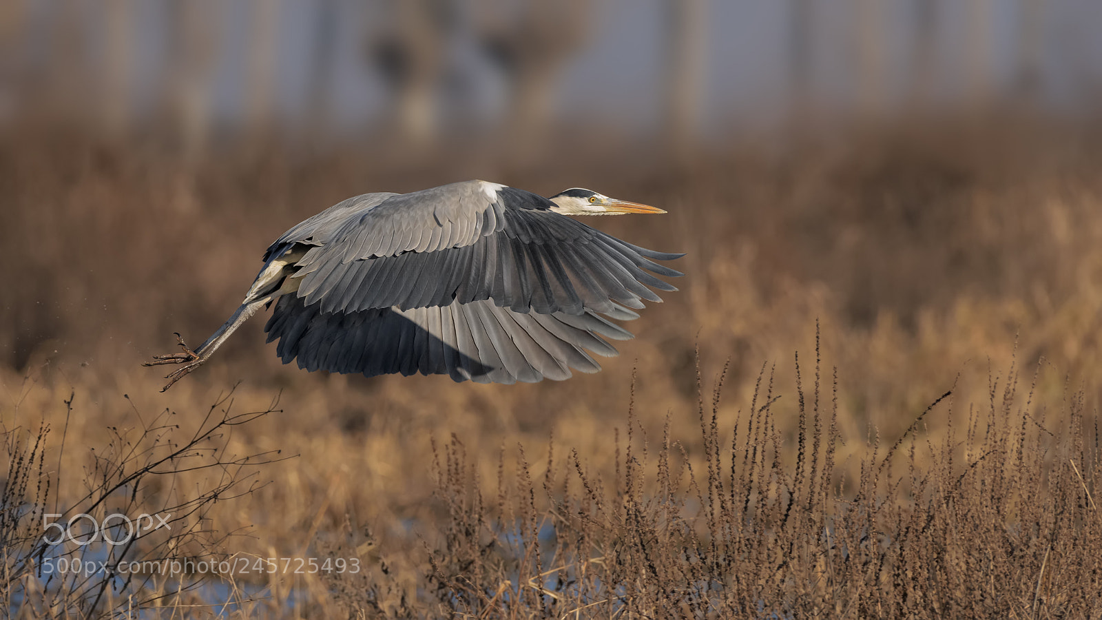 Nikon D810 sample photo. Grey heron photography