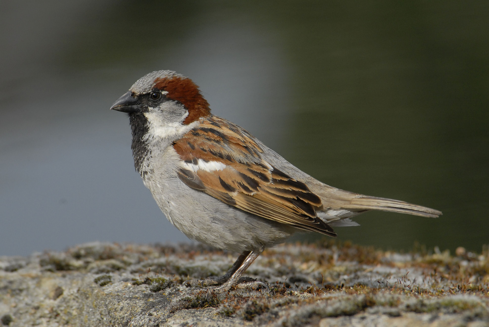 Nikon D200 sample photo. Mr. sparrow photography