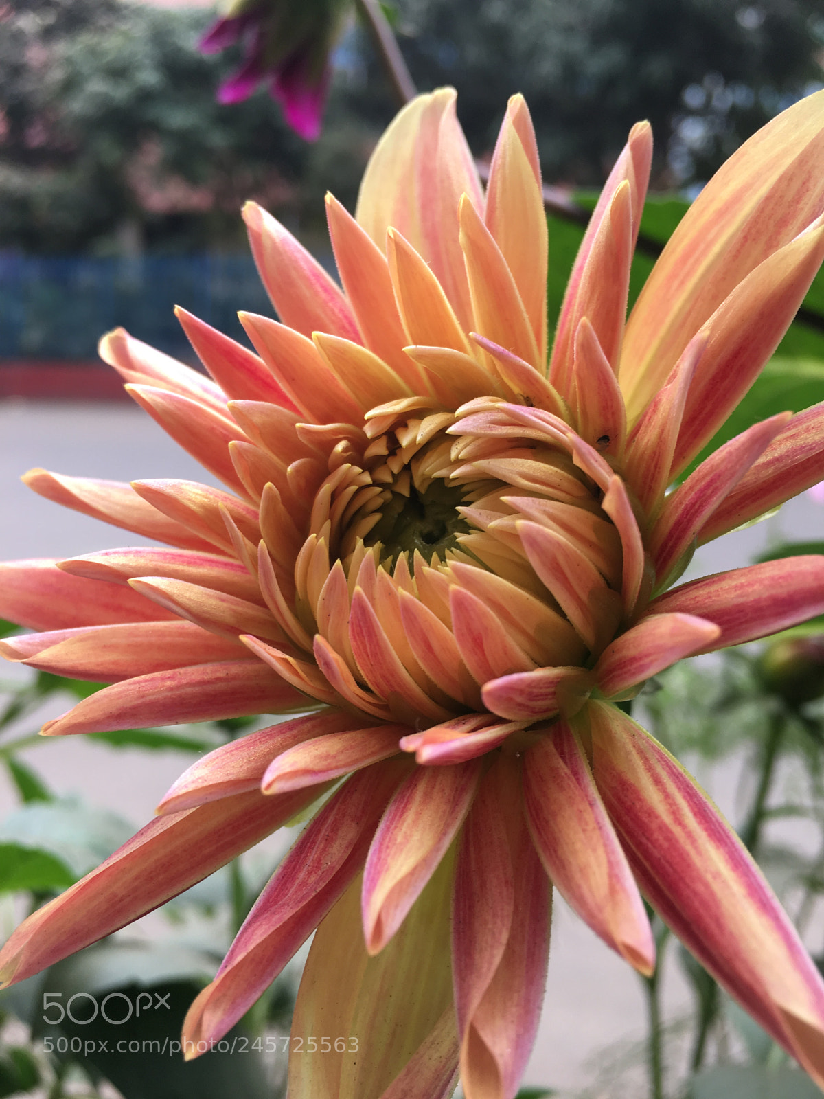 Apple iPhone 6s sample photo. Symbol of peace photography
