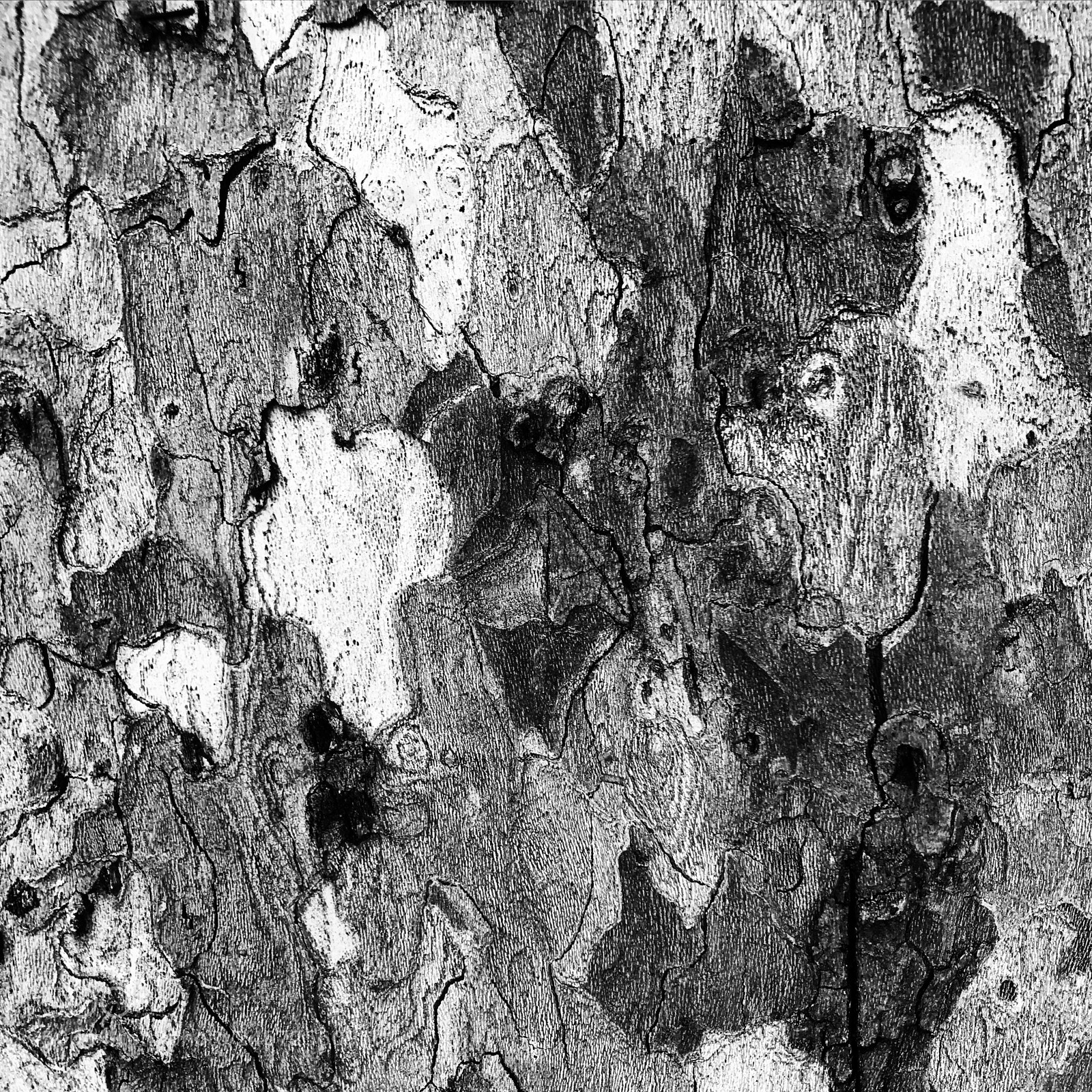 Apple iPhone 7 sample photo. Wood photography