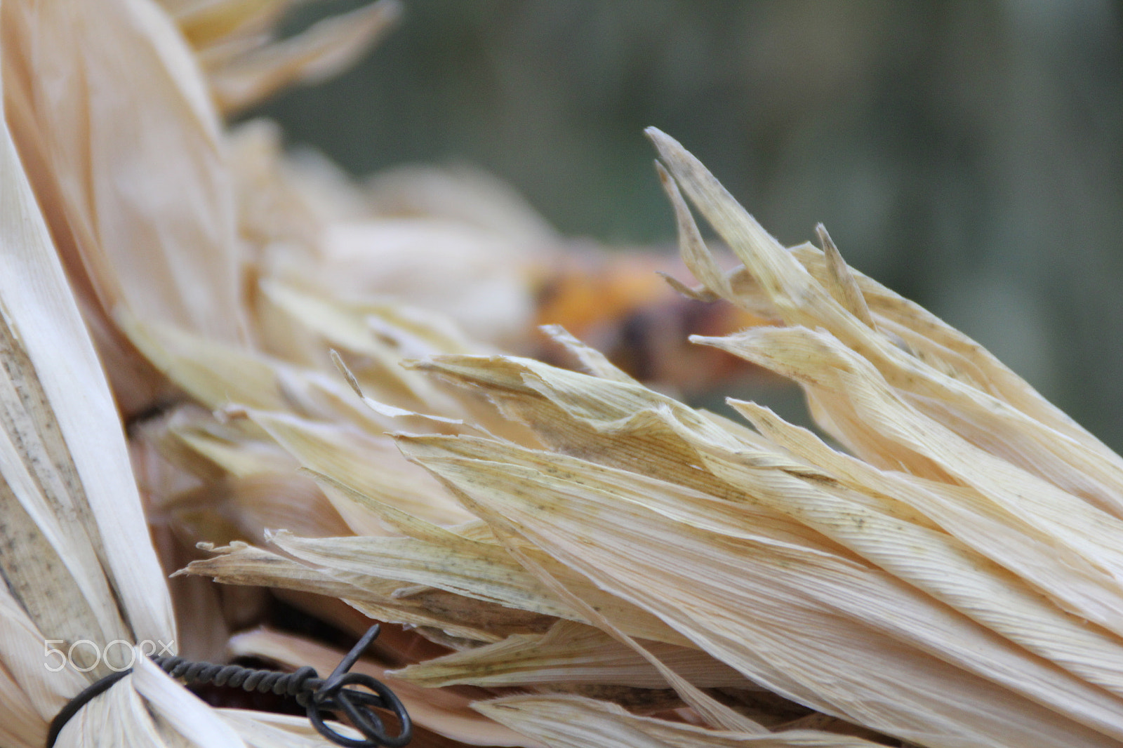 Canon EOS 60D sample photo. Img photography
