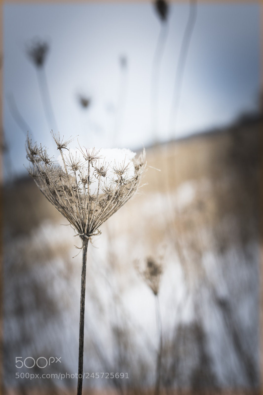 Nikon D7500 sample photo. Gentle snow photography