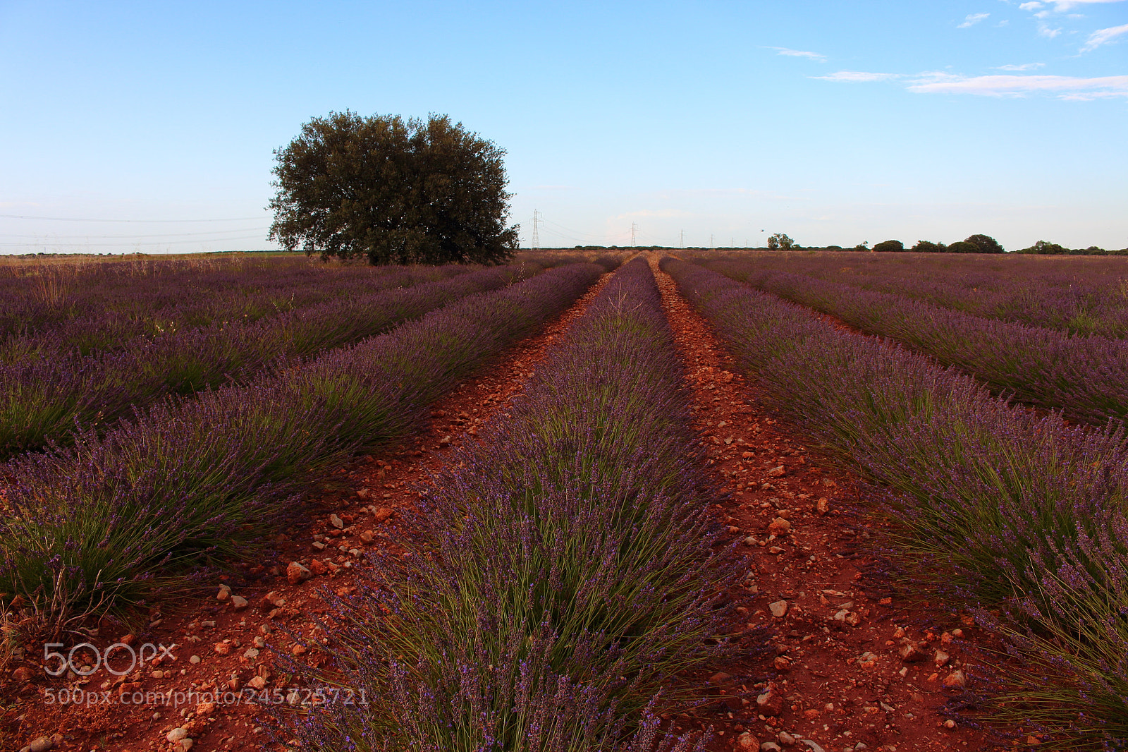 Canon EOS 700D (EOS Rebel T5i / EOS Kiss X7i) sample photo. Lavanda photography