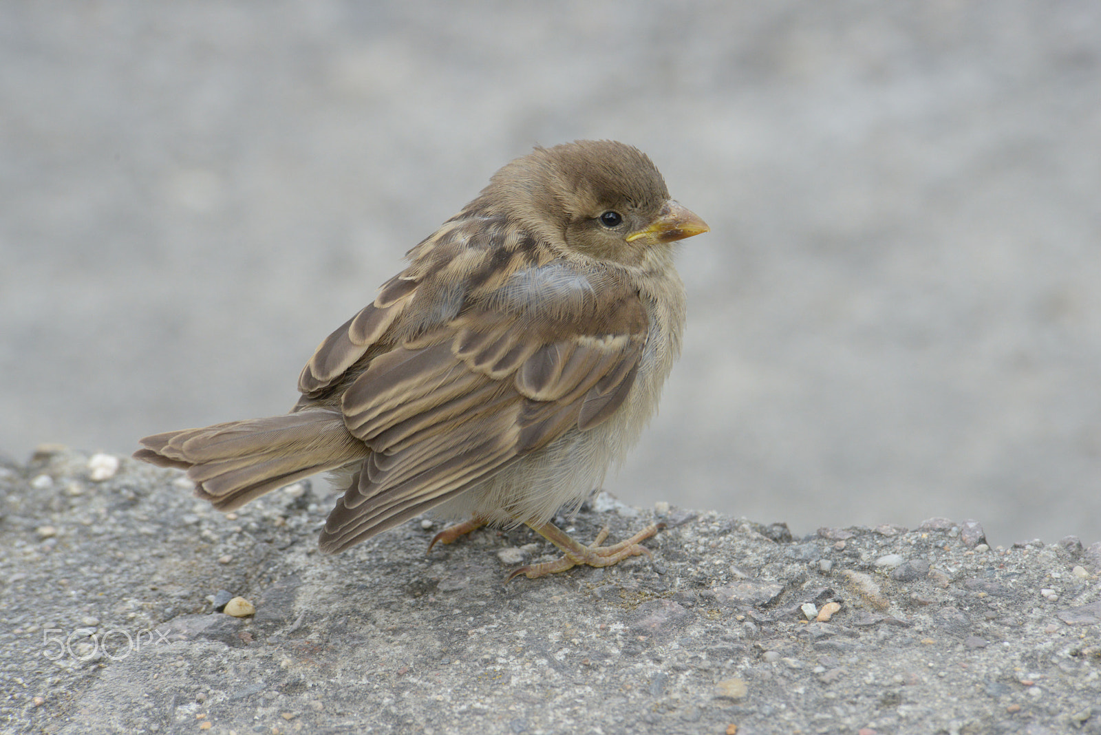 Nikon D800 sample photo. Young sparrow photography