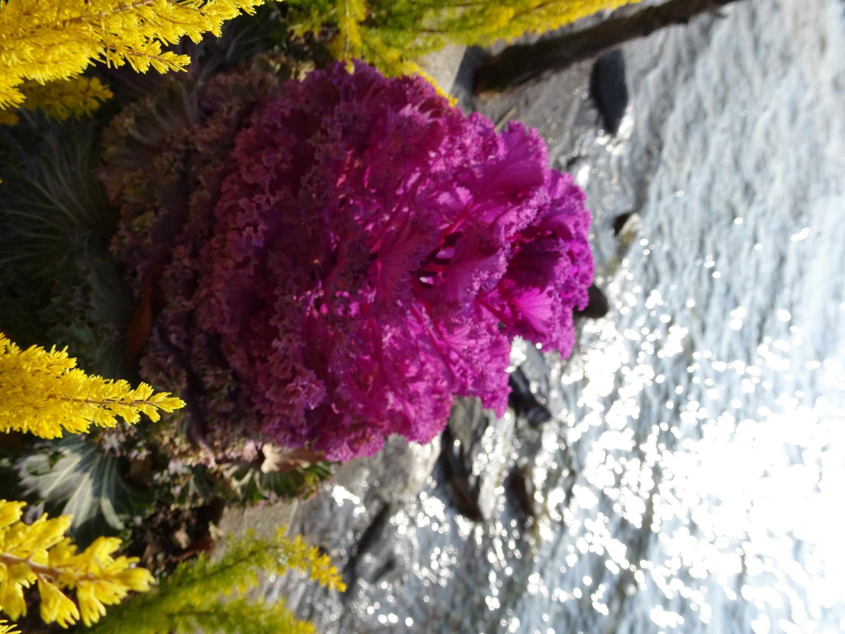 Sony Cyber-shot DSC-WX500 sample photo. What is that?  photography
