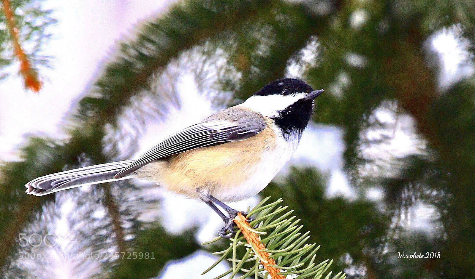 Canon EOS 7D Mark II sample photo. Great tit photography