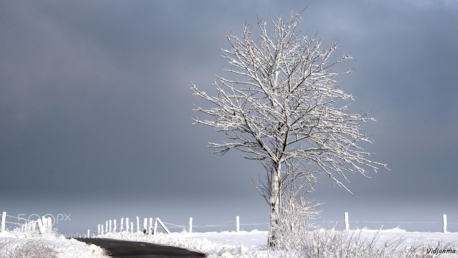 Nikon D610 sample photo. Alone along the road photography