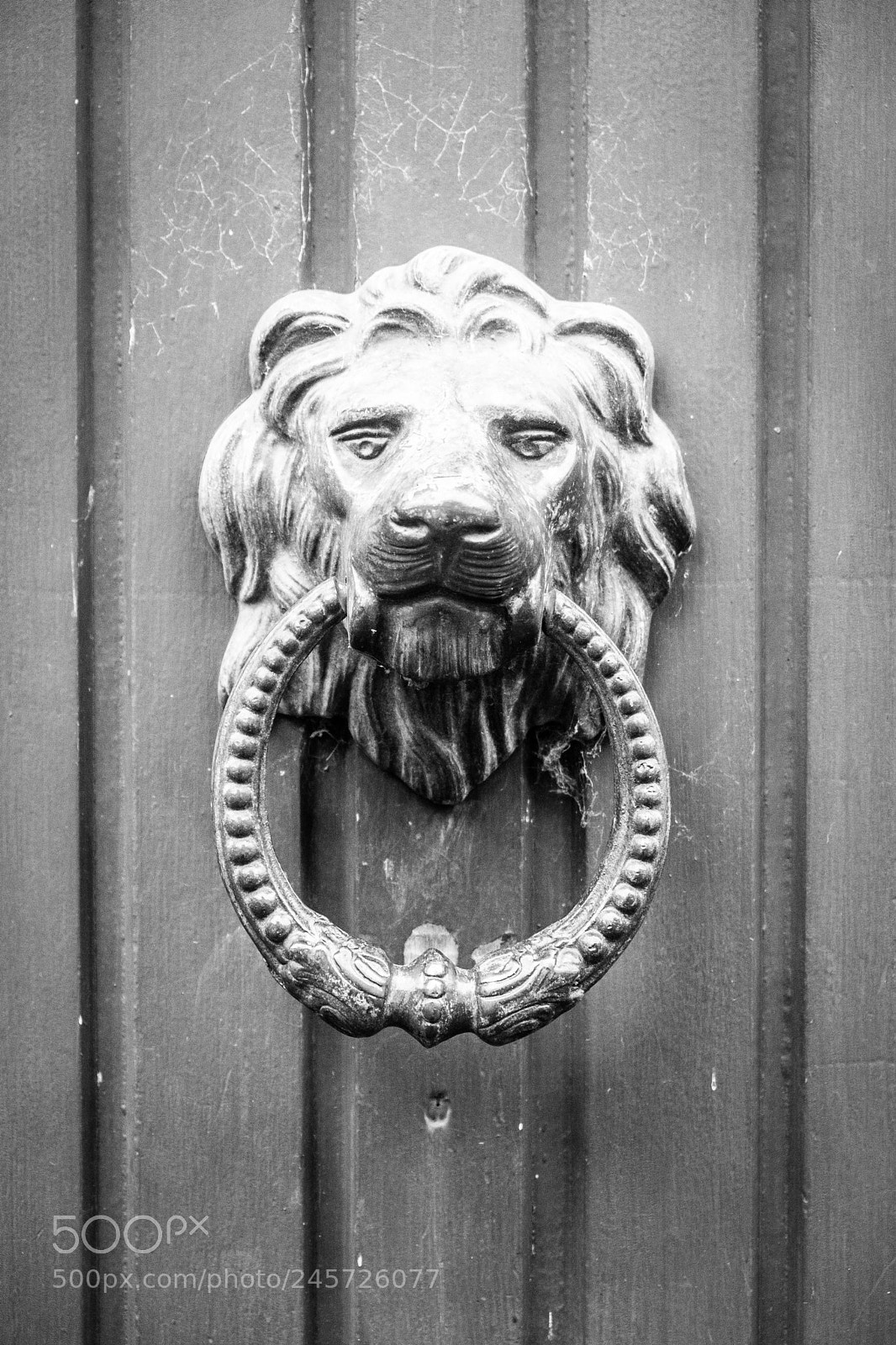 Fujifilm X-T20 sample photo. Löwenkönig photography