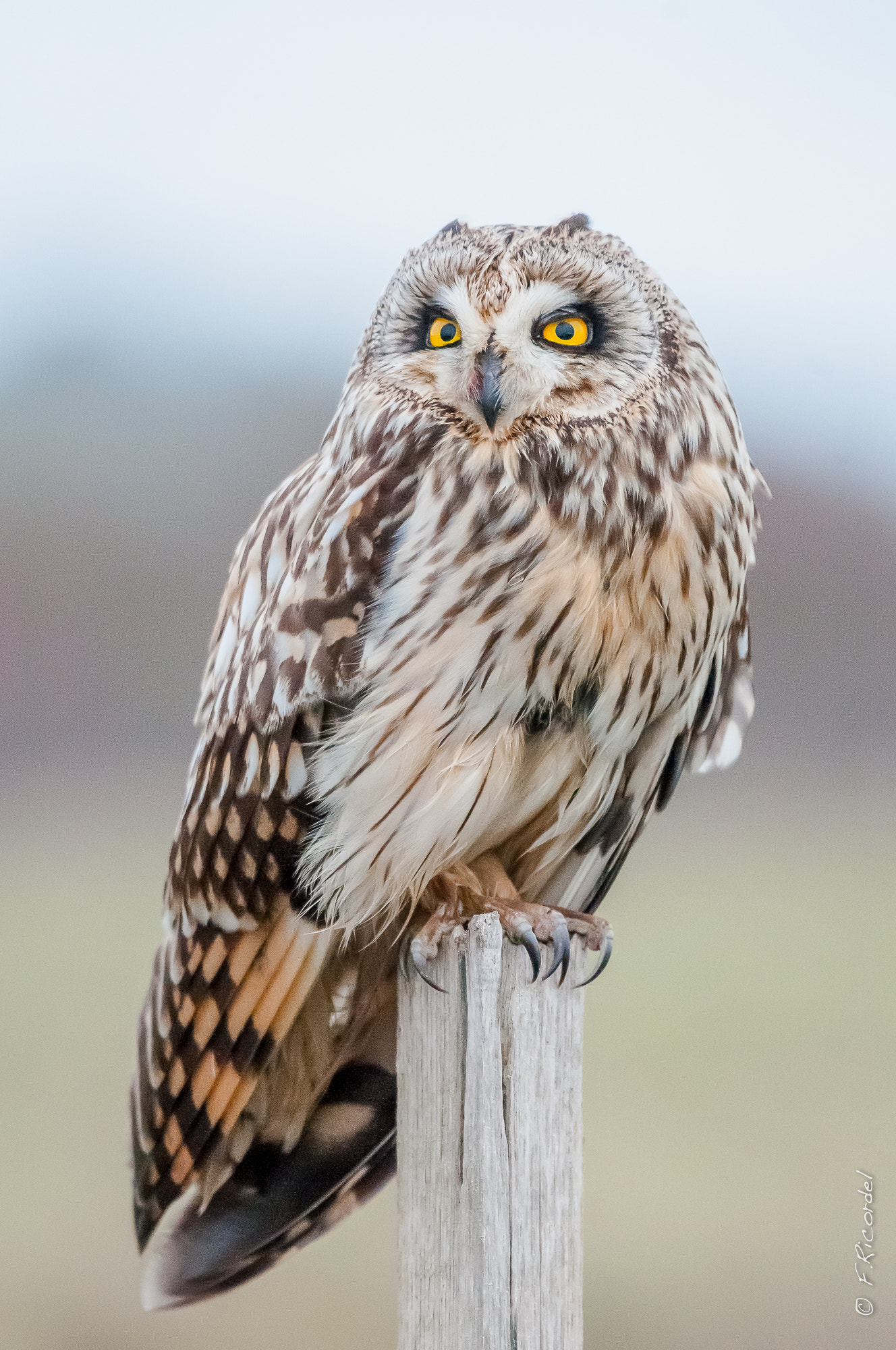 Close Encounters of the Short-eared Owl