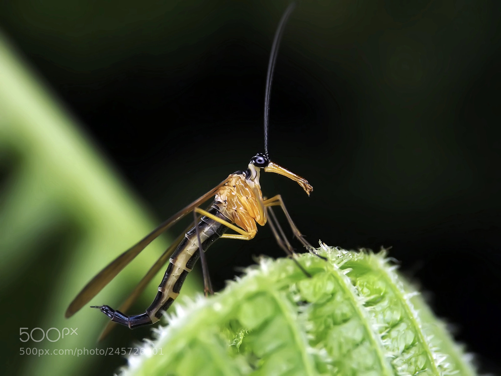 Fujifilm FinePix S4800 sample photo. Female scorpionfly photography