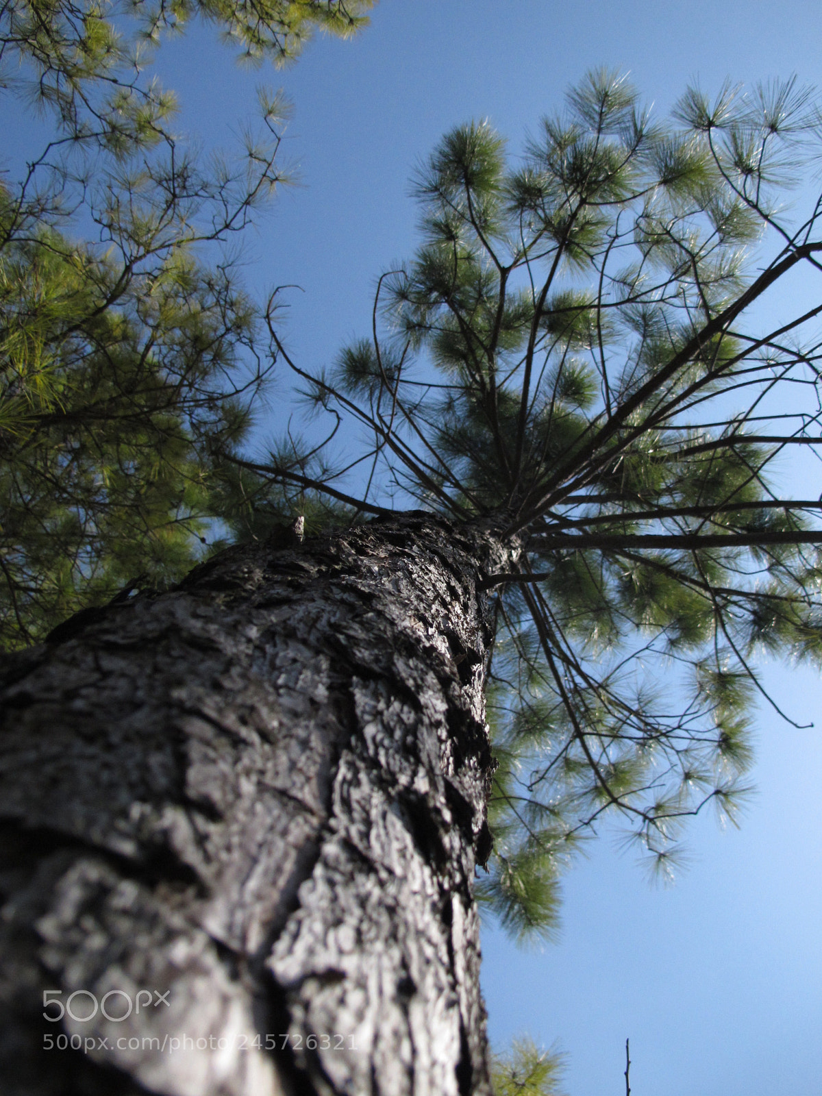 Canon PowerShot G12 sample photo. Pine photography