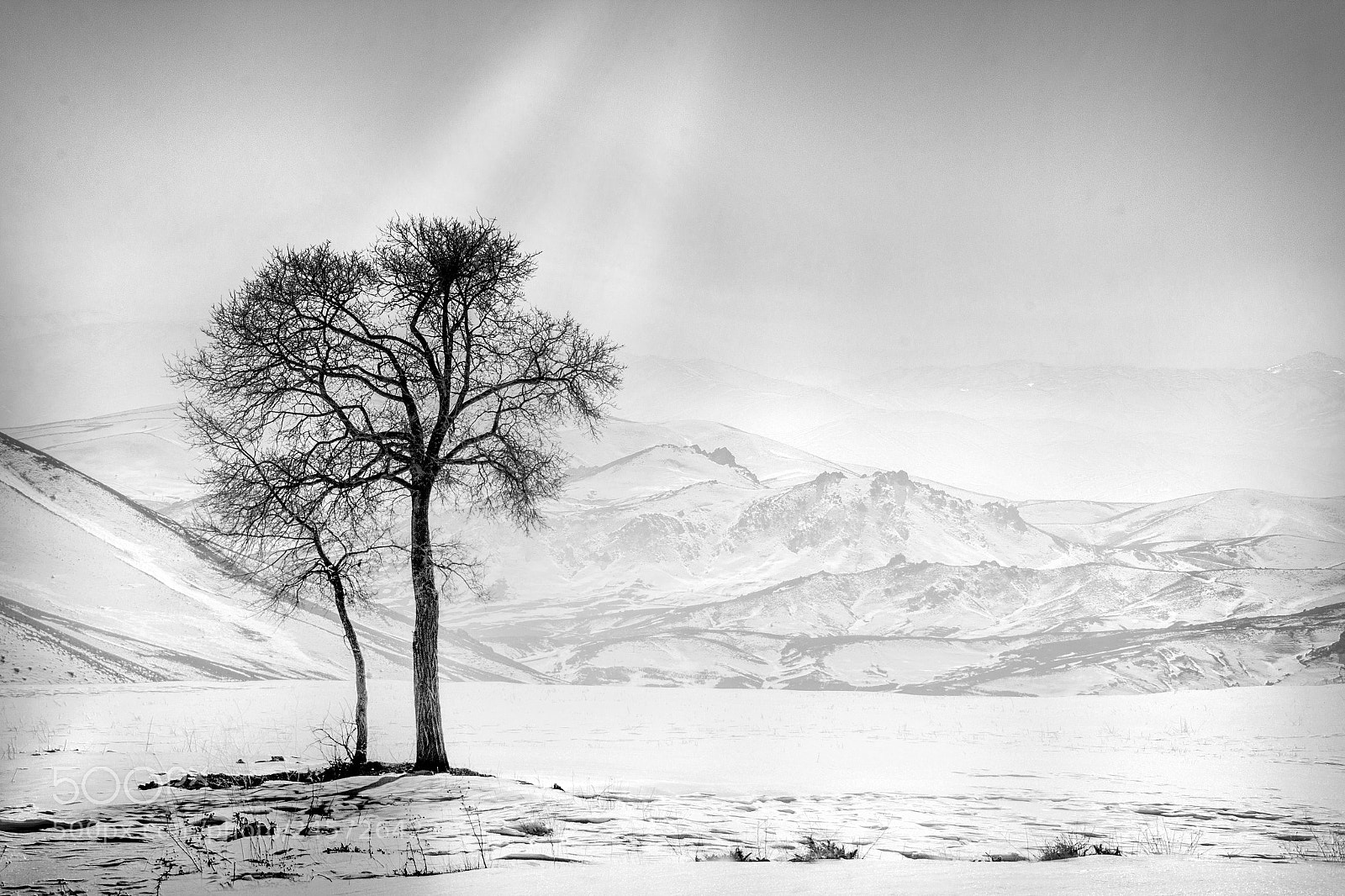 Canon EOS 60D sample photo. Lonely tree on the photography