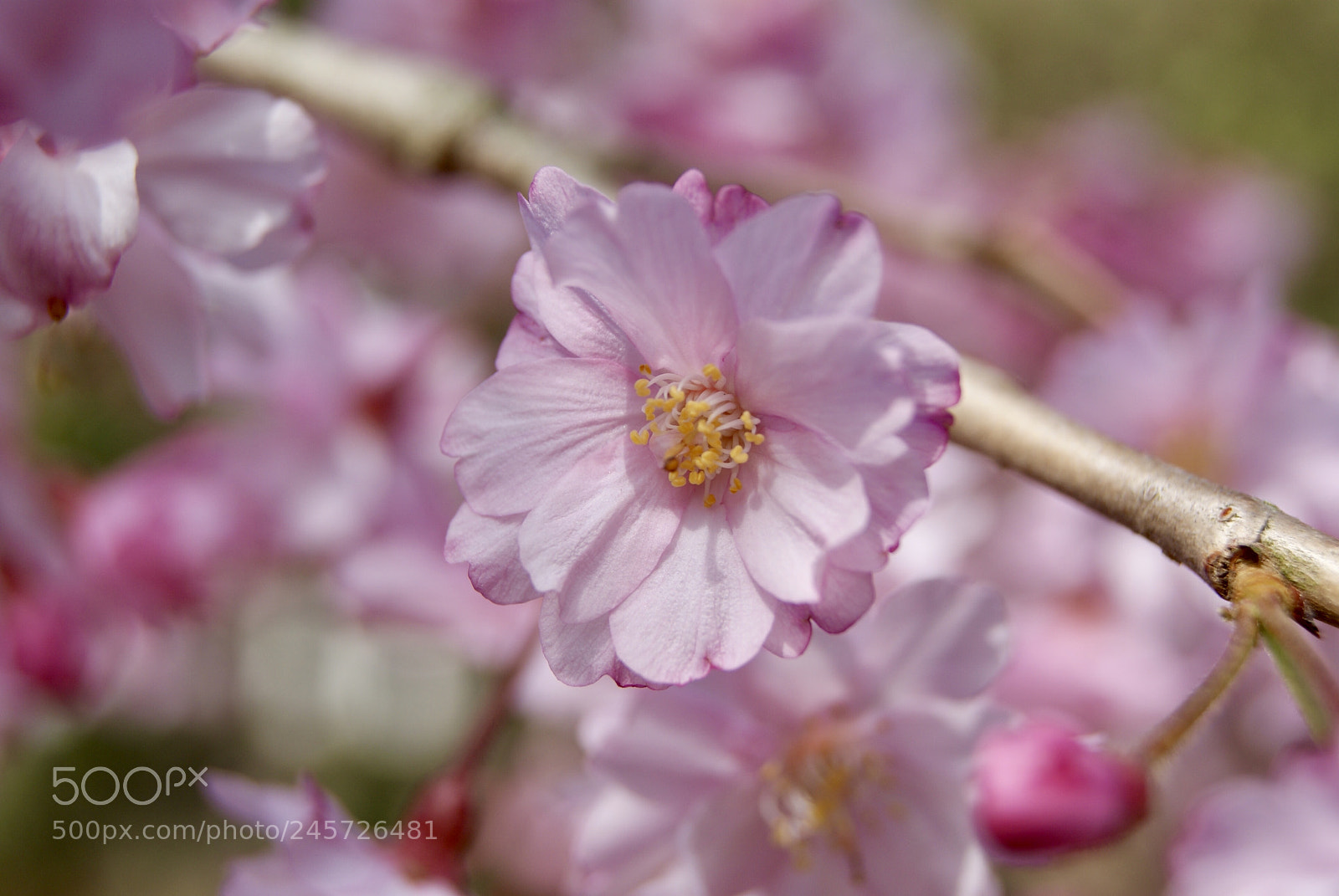 Sony Alpha DSLR-A330 sample photo. 法華経寺の桜 photography