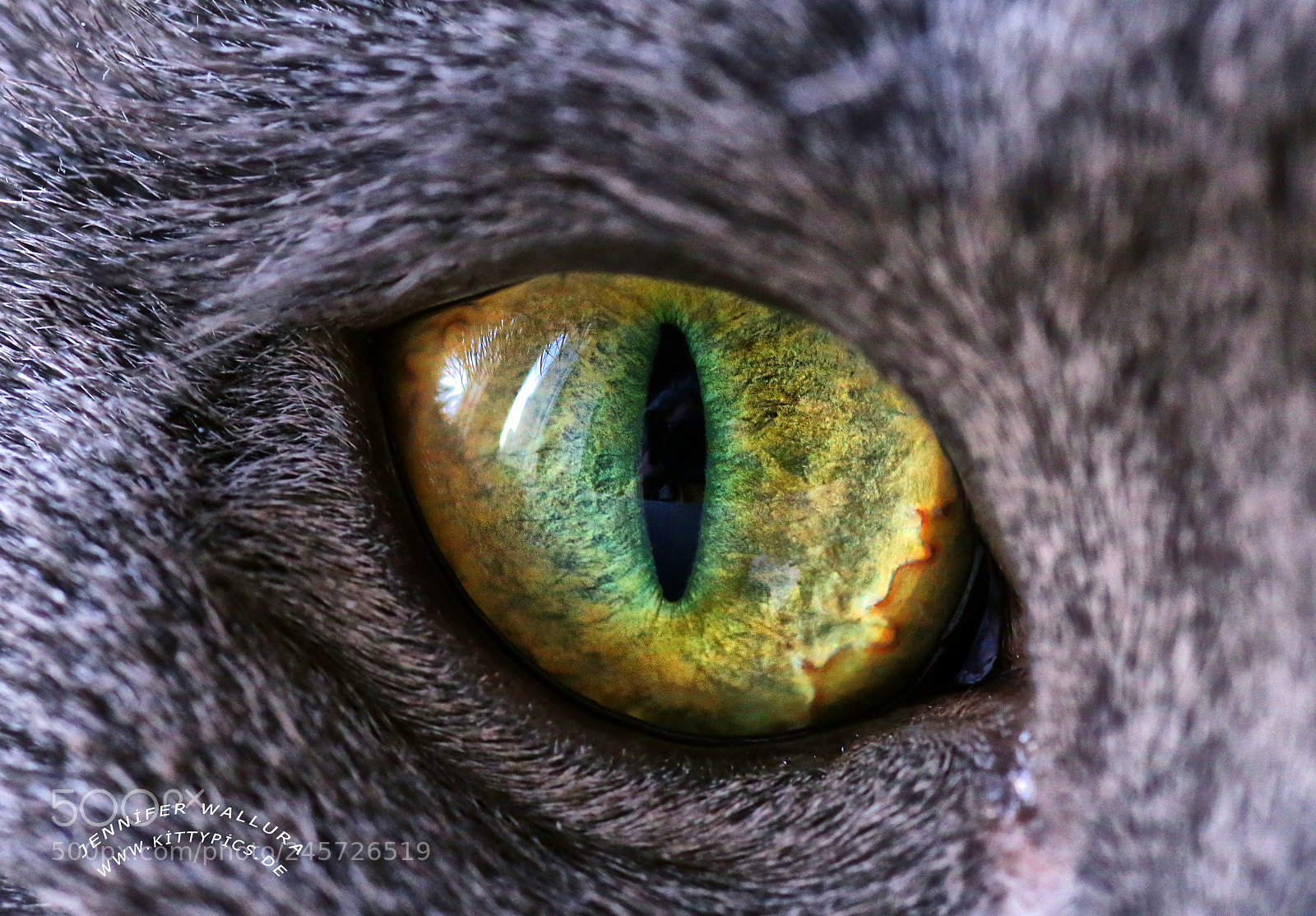 Canon EOS 6D sample photo. Cat eye close up photography
