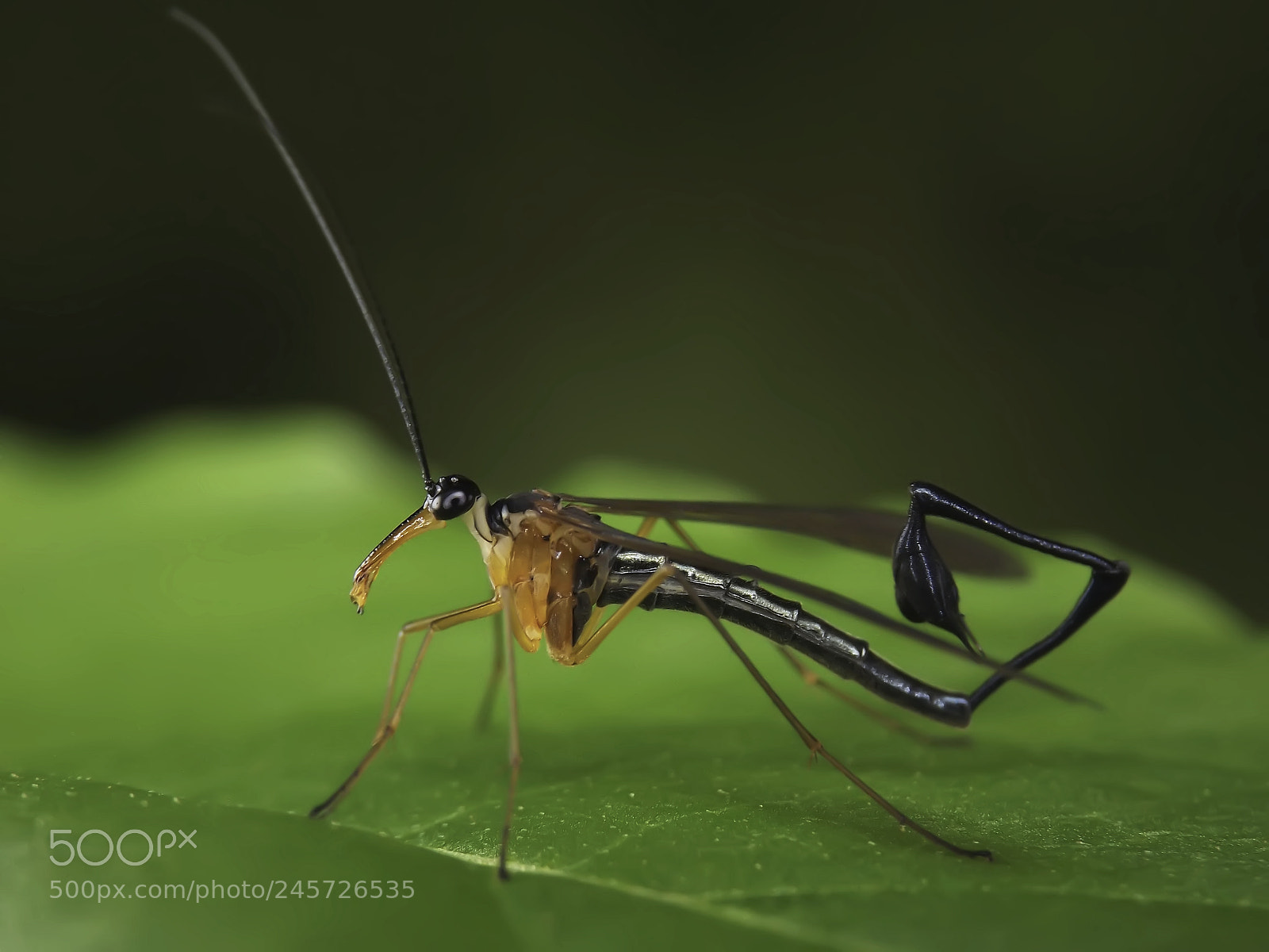 Fujifilm FinePix S4800 sample photo. Male scorpionfly photography