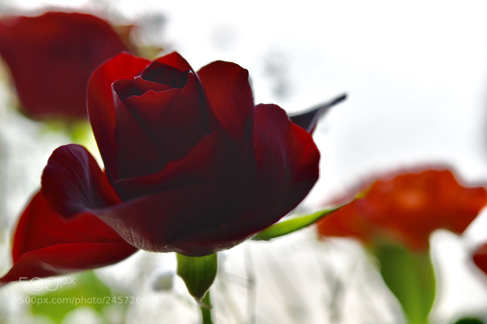 Nikon D850 sample photo. Untitled photography