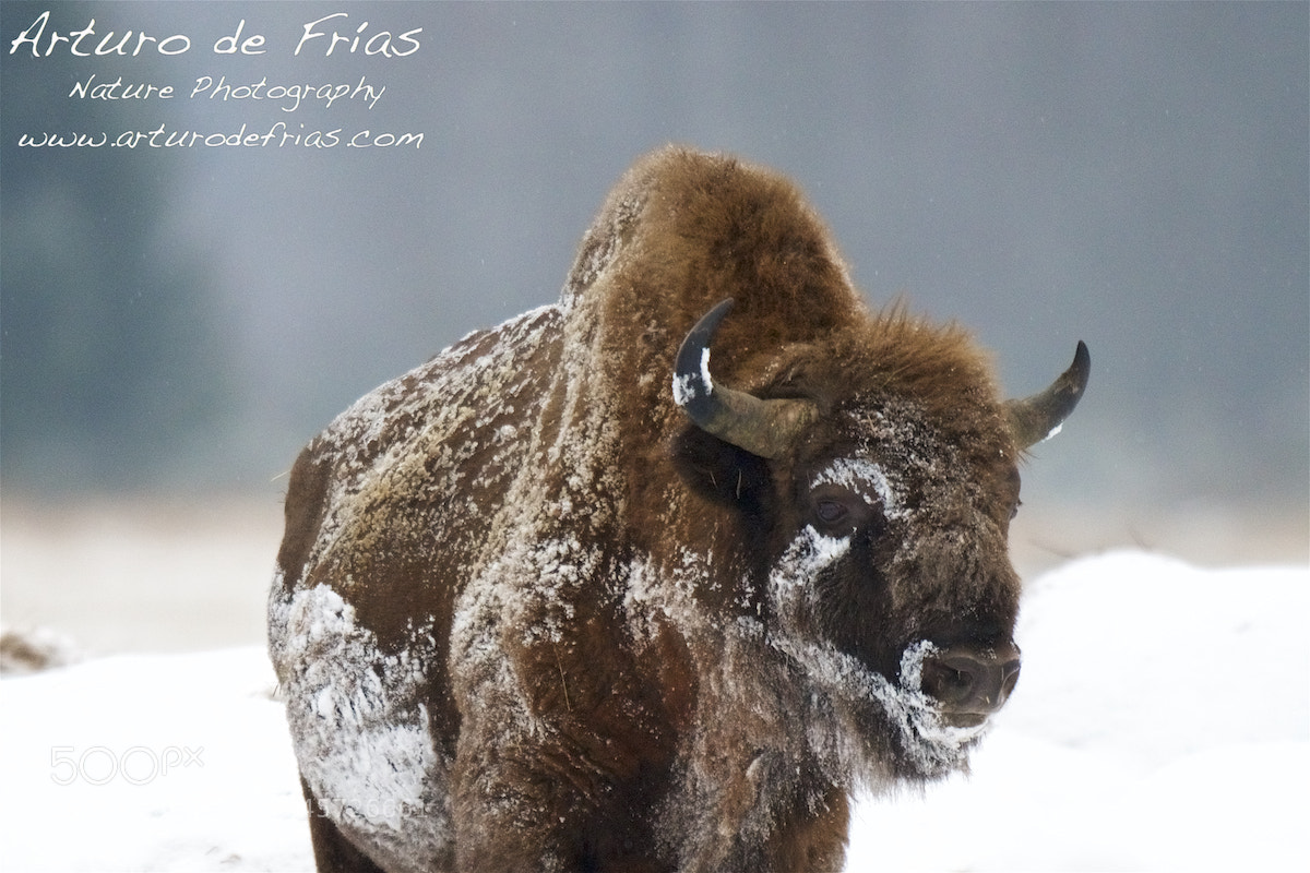 Nikon D500 sample photo. European bison in snow photography