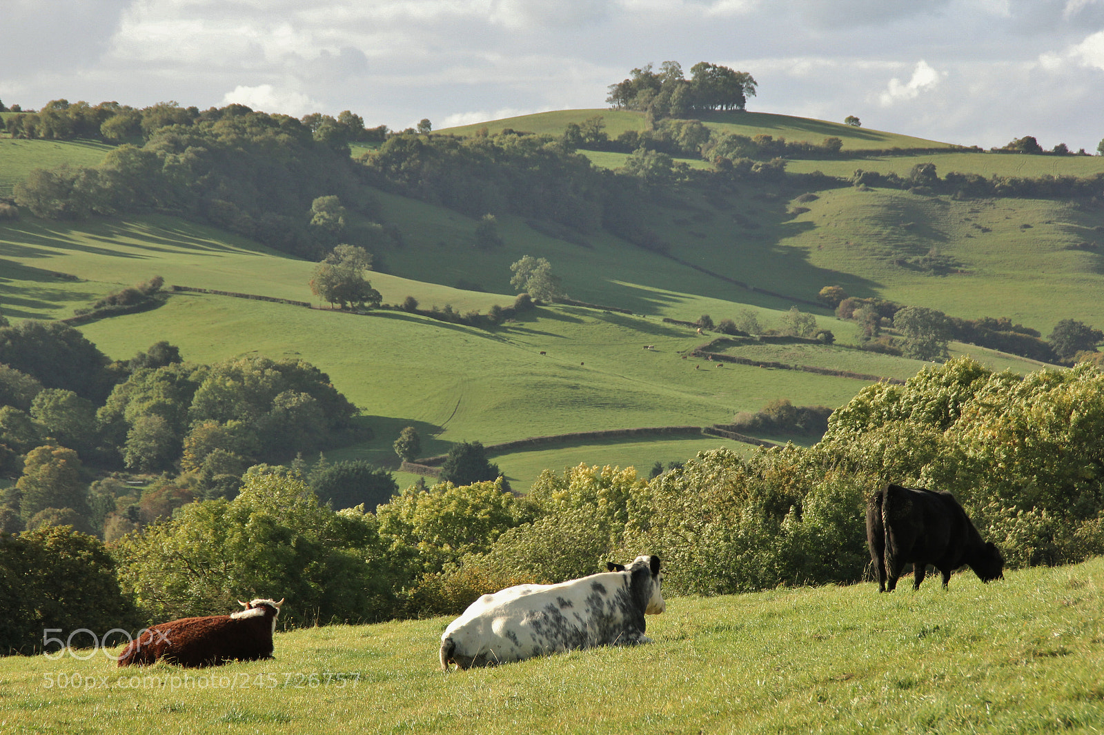 Canon EOS 60D sample photo. Img photography