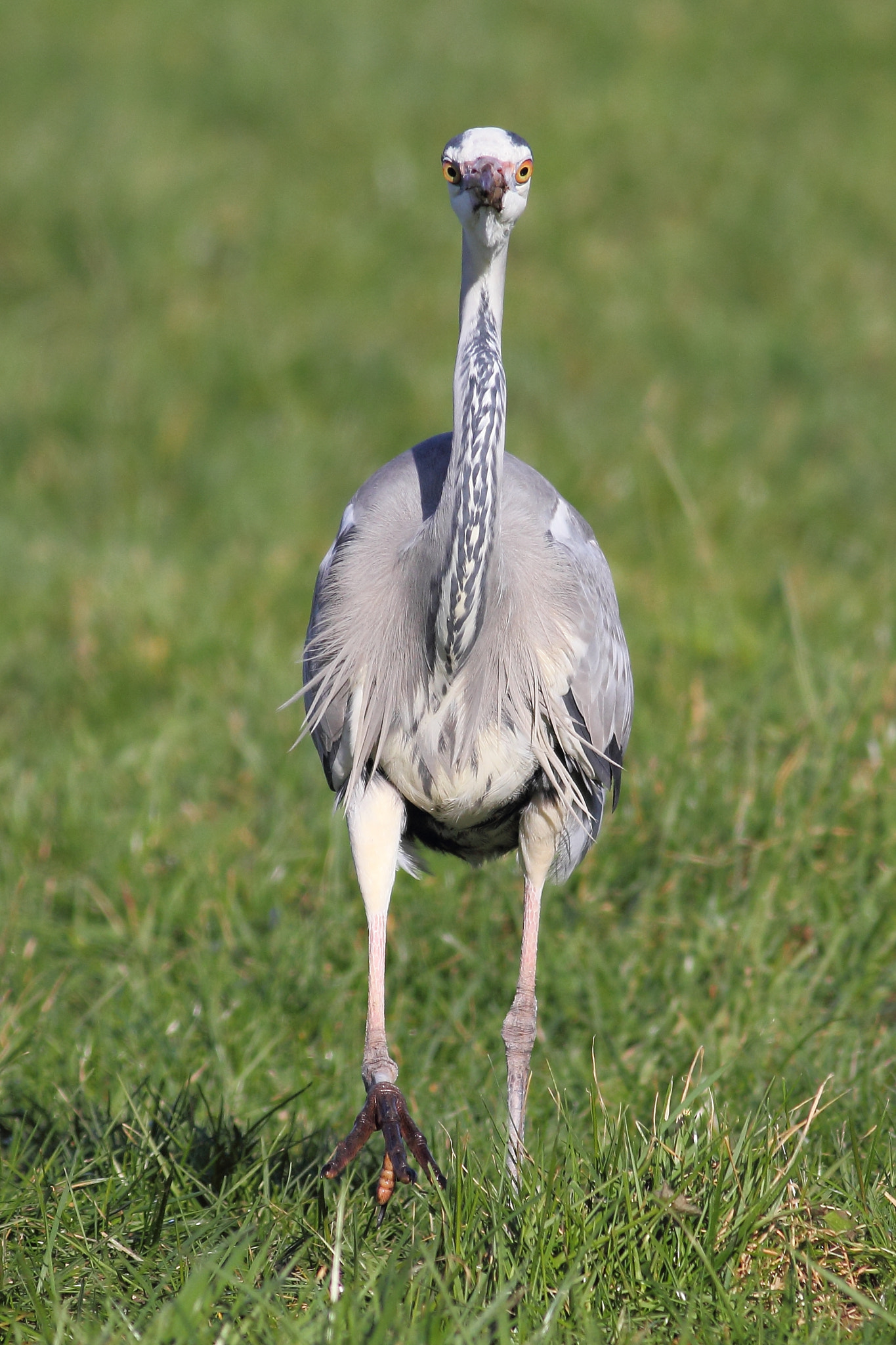 Canon EOS 60D + Canon EF 400mm F5.6L USM sample photo. Grey heron photography