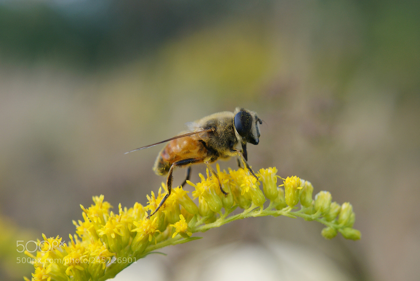 Sony Alpha DSLR-A330 sample photo. Bee photography