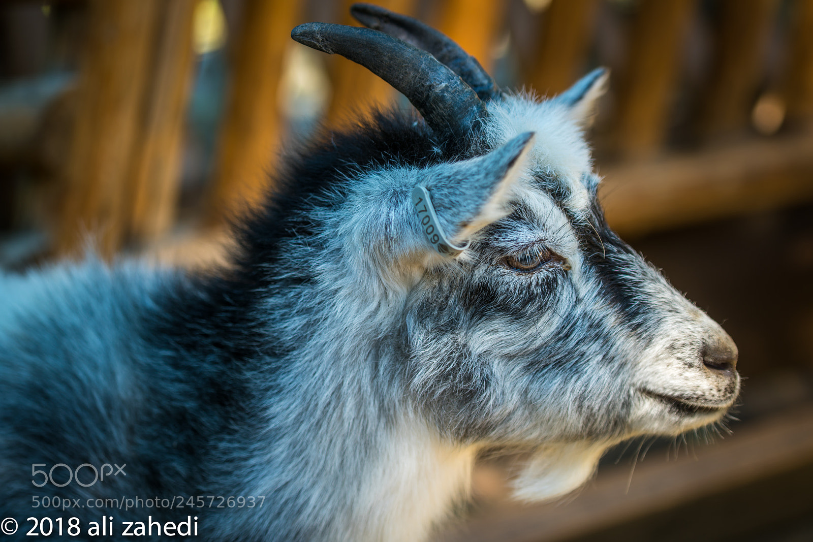 Sony a7R II sample photo. Get photography