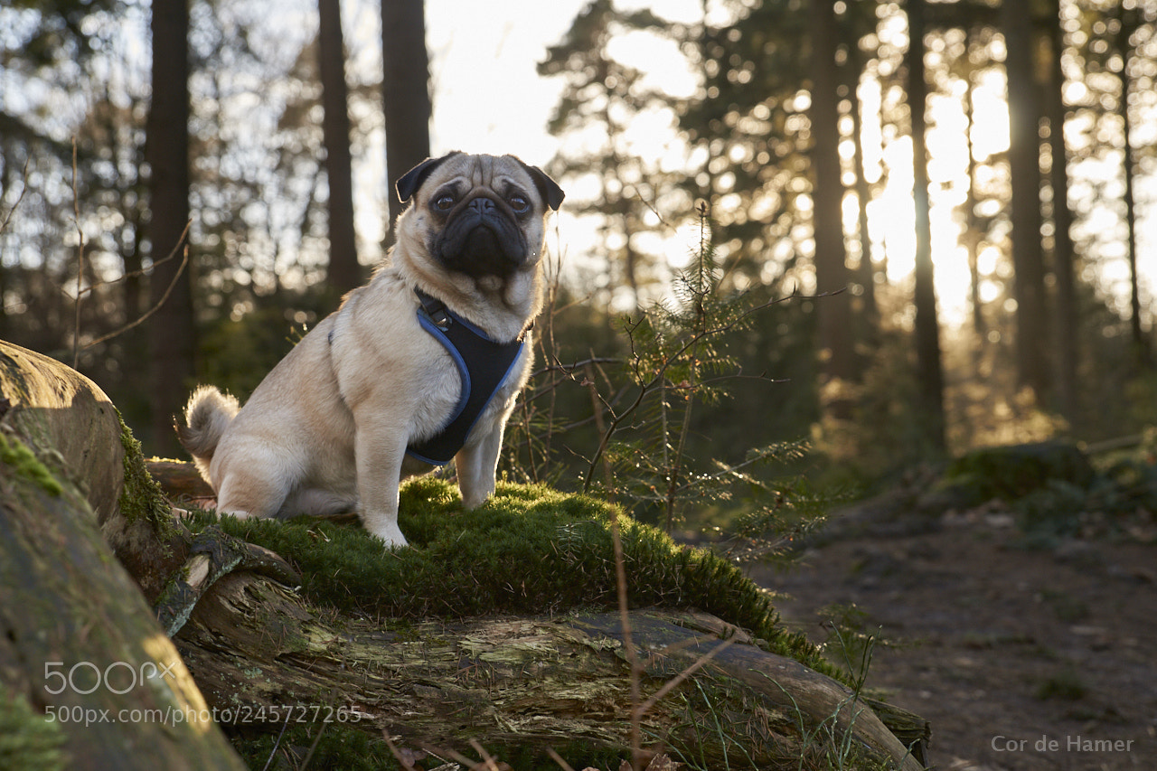 Sony SLT-A99V sample photo. A late afternoon walk photography