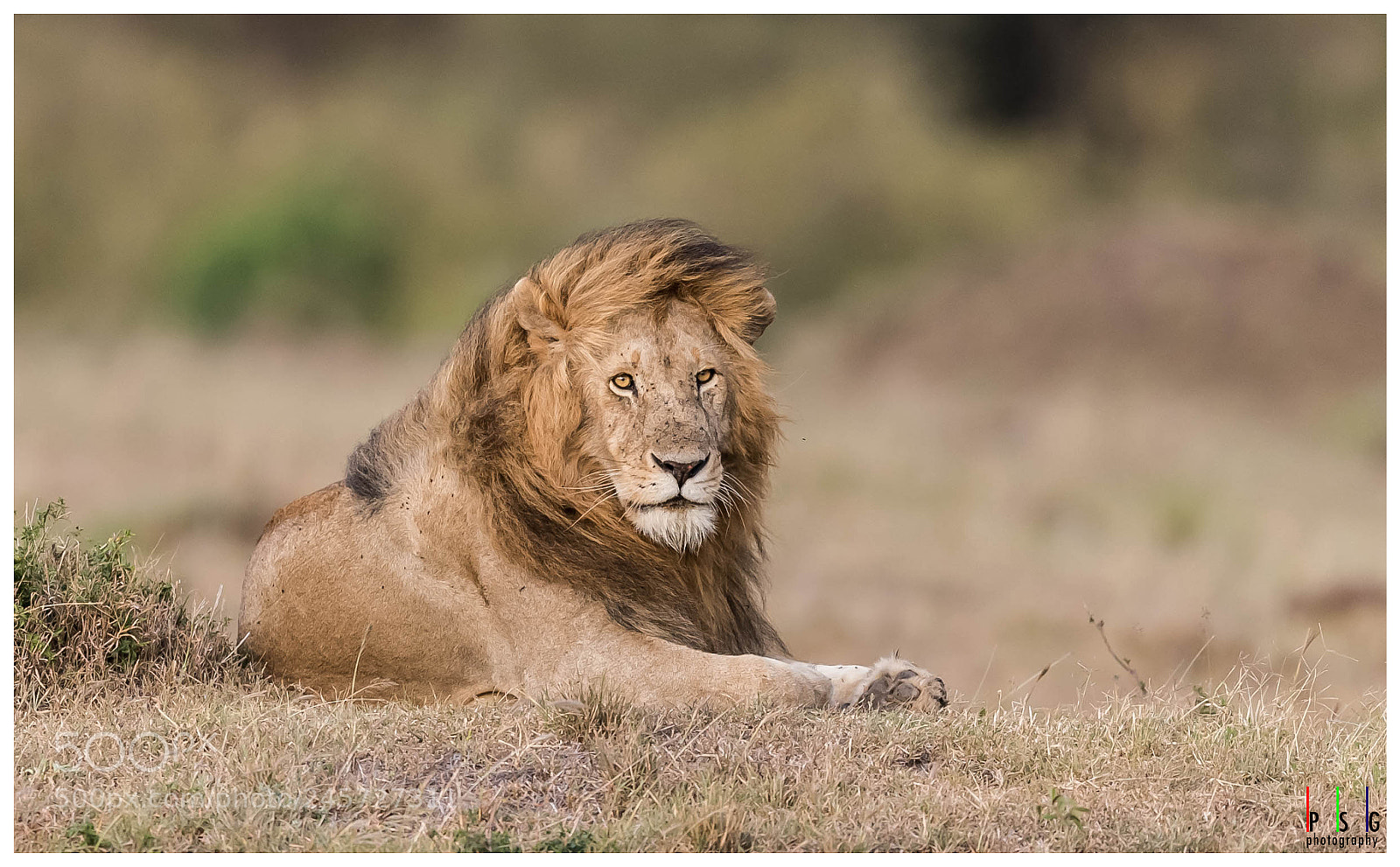 Nikon D5 sample photo. Icon of african savannahs photography