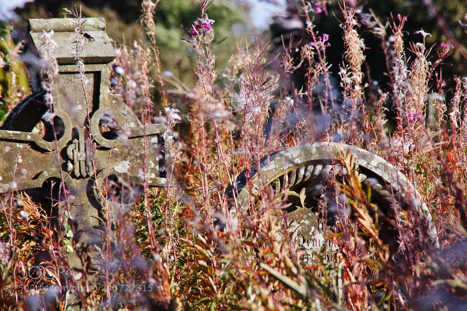 Canon EOS 60D sample photo. Img photography
