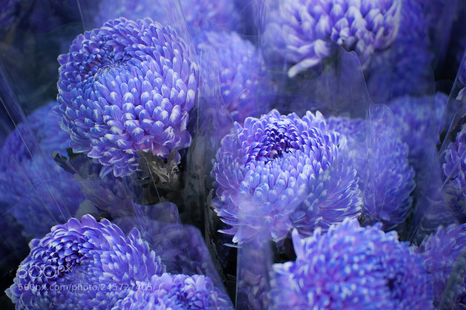 Nikon D700 sample photo. Purple photography