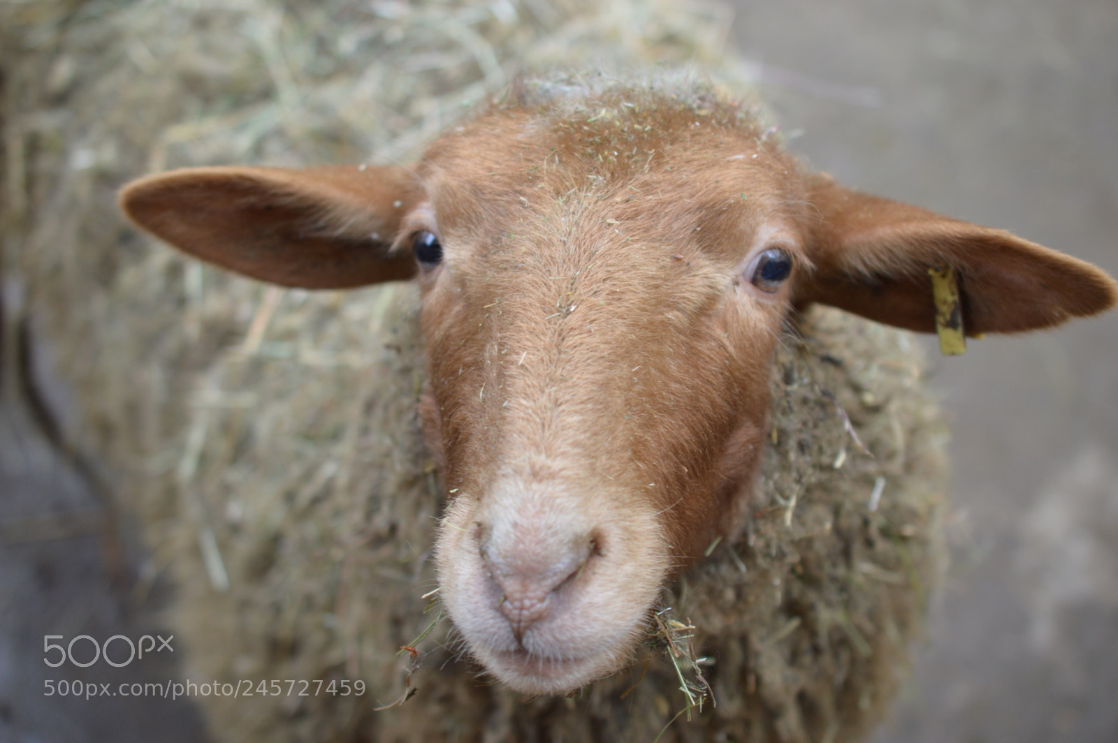 Nikon D3200 sample photo. Sheep photography