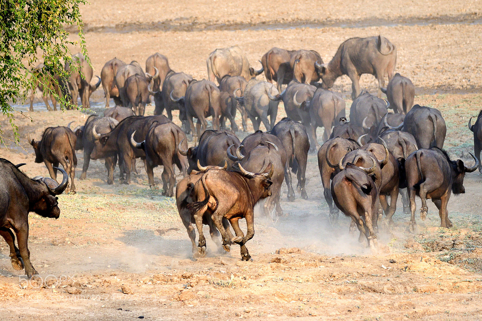 Nikon D500 sample photo. Buffaloes , running to photography
