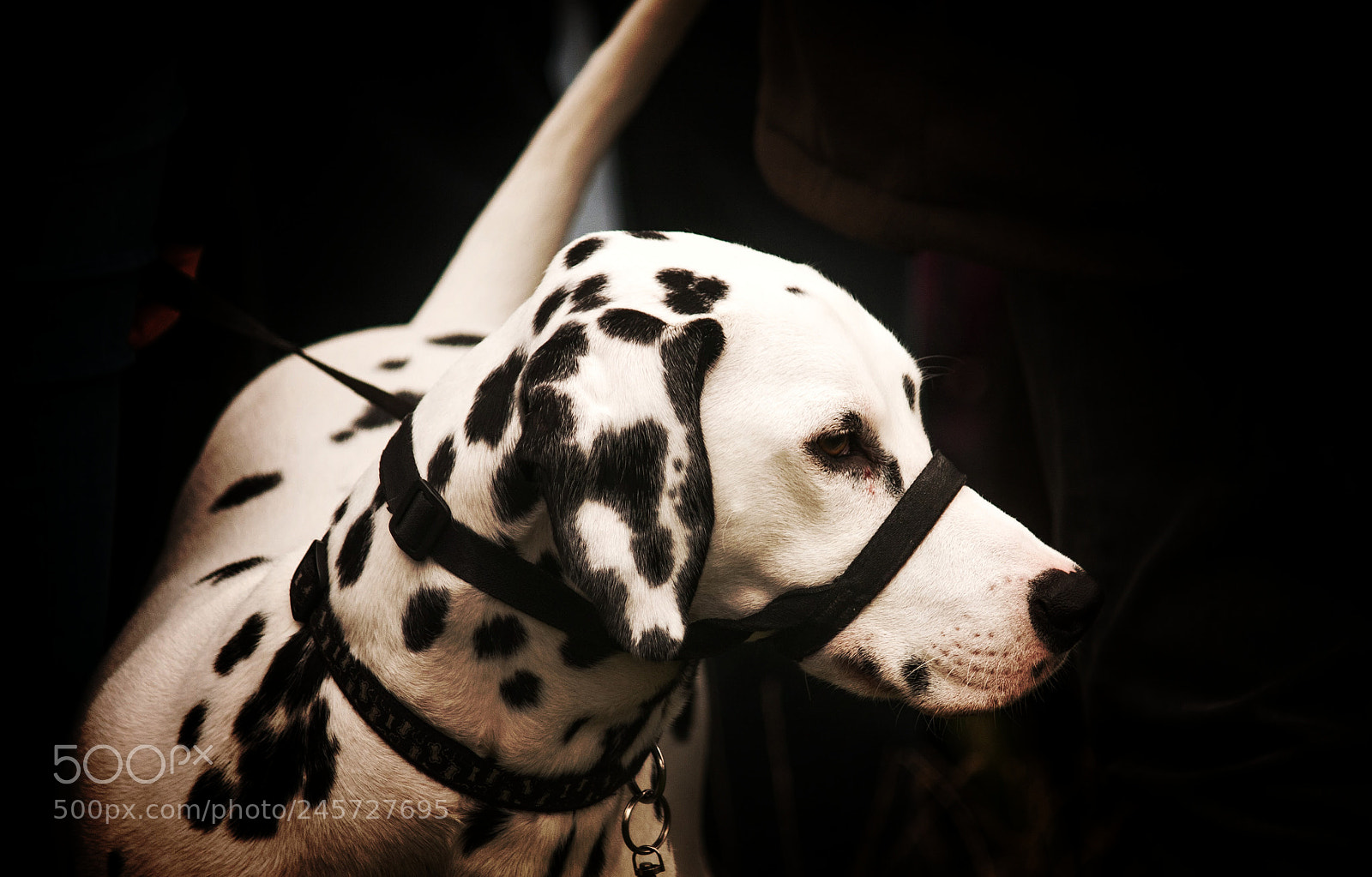 Canon EOS 40D sample photo. Dotty photography