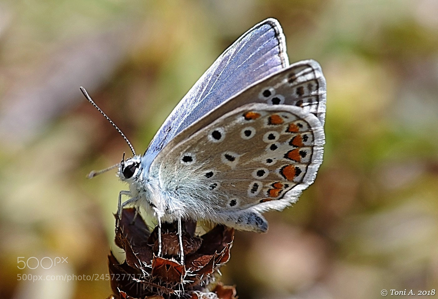 Pentax K-5 II sample photo. Butterfly photography