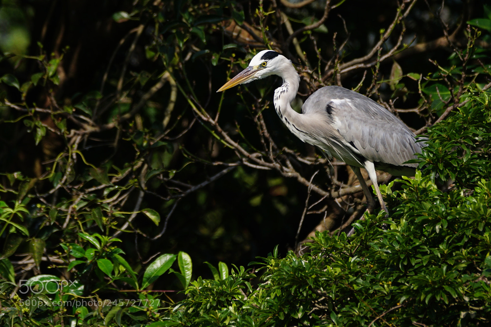 Sony ILCA-77M2 sample photo. Sharp-eyed hunter photography