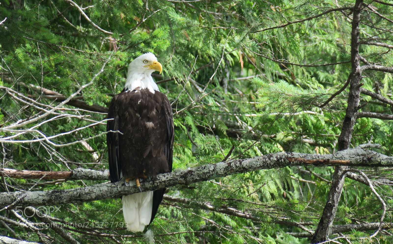 Canon PowerShot G3 X sample photo. Wildlife vancouver island 2017 photography