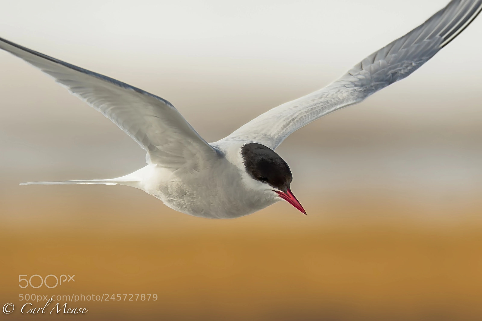 Nikon D500 sample photo. Artic tern photography
