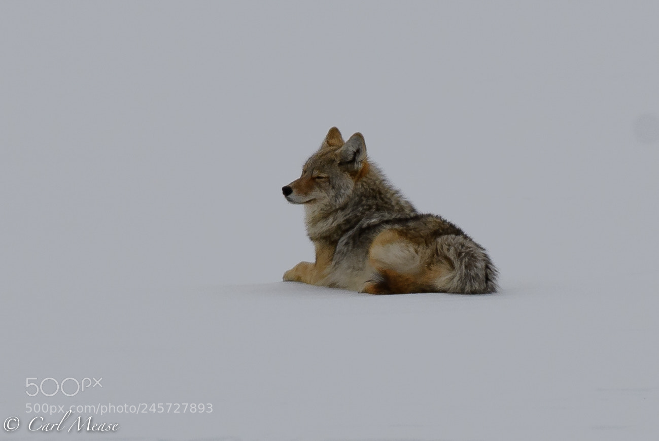 Nikon D500 sample photo. Contented coyote photography