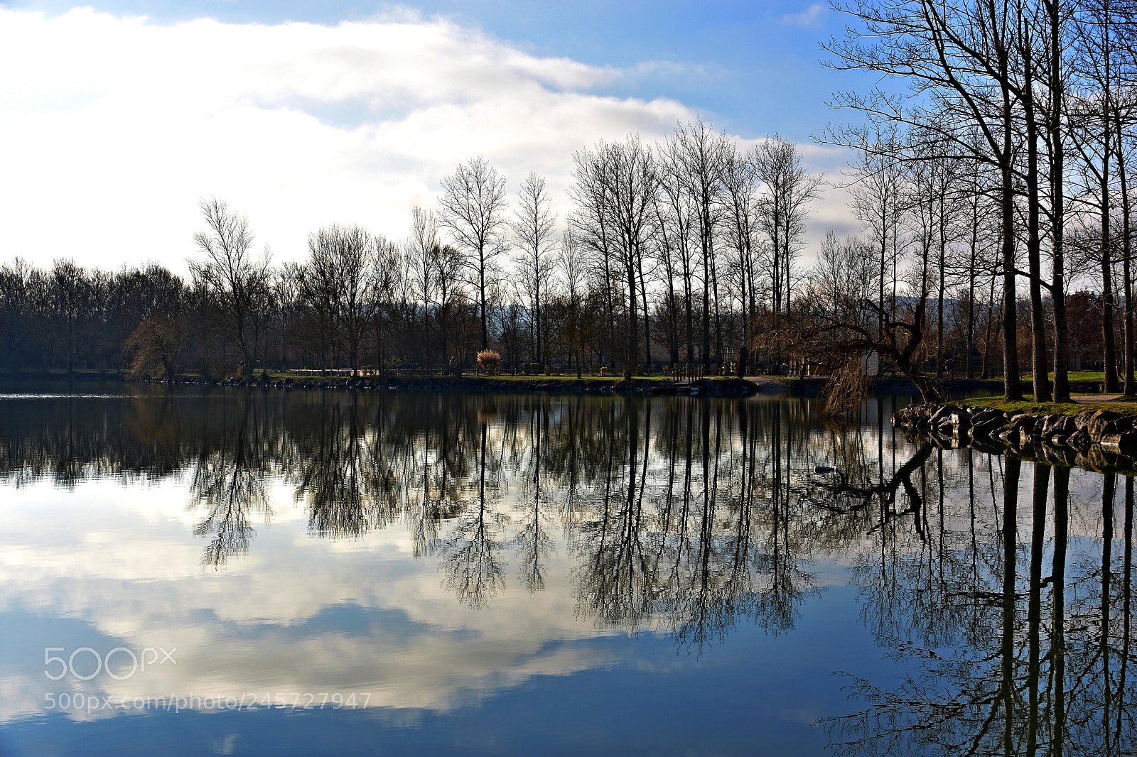 Nikon D3400 sample photo. Backlit leafless trees reflecting photography