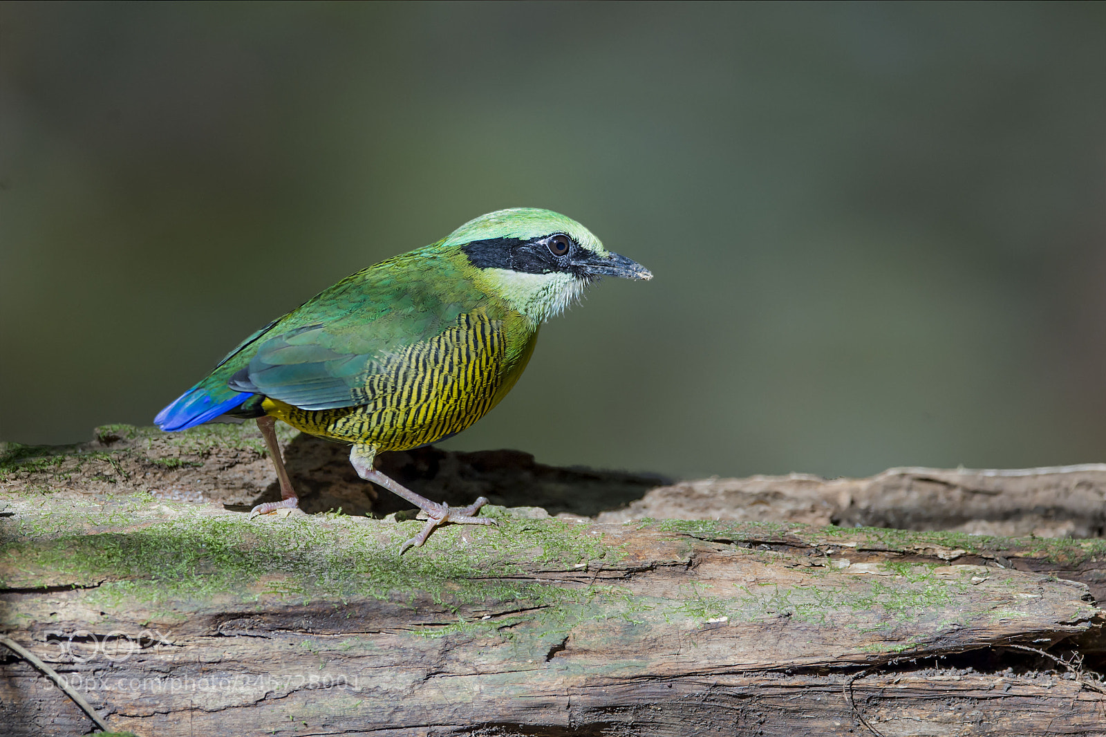 Nikon D4 sample photo. Bar bellied pitta (m) photography