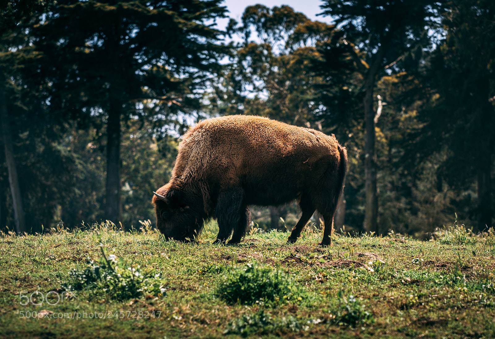 Fujifilm X-T2 sample photo. Buffalo photography