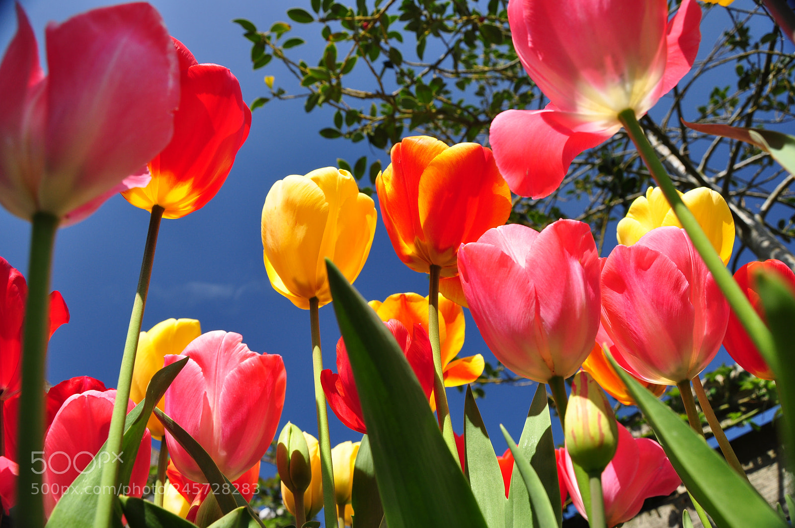 Nikon D90 sample photo. Tulips @ springtime photography