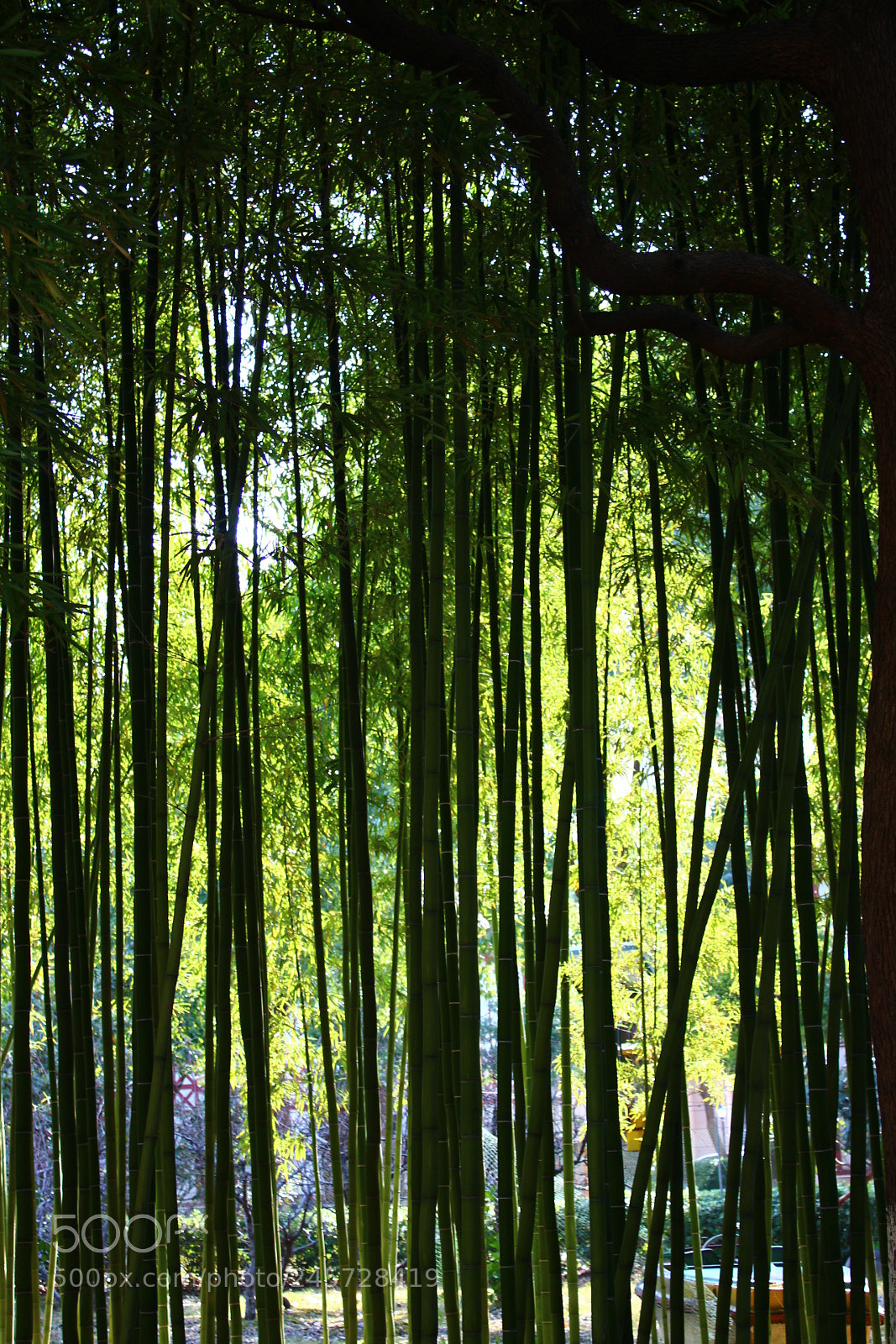 Canon EF-S 18-55mm F3.5-5.6 III sample photo. Untitled photography