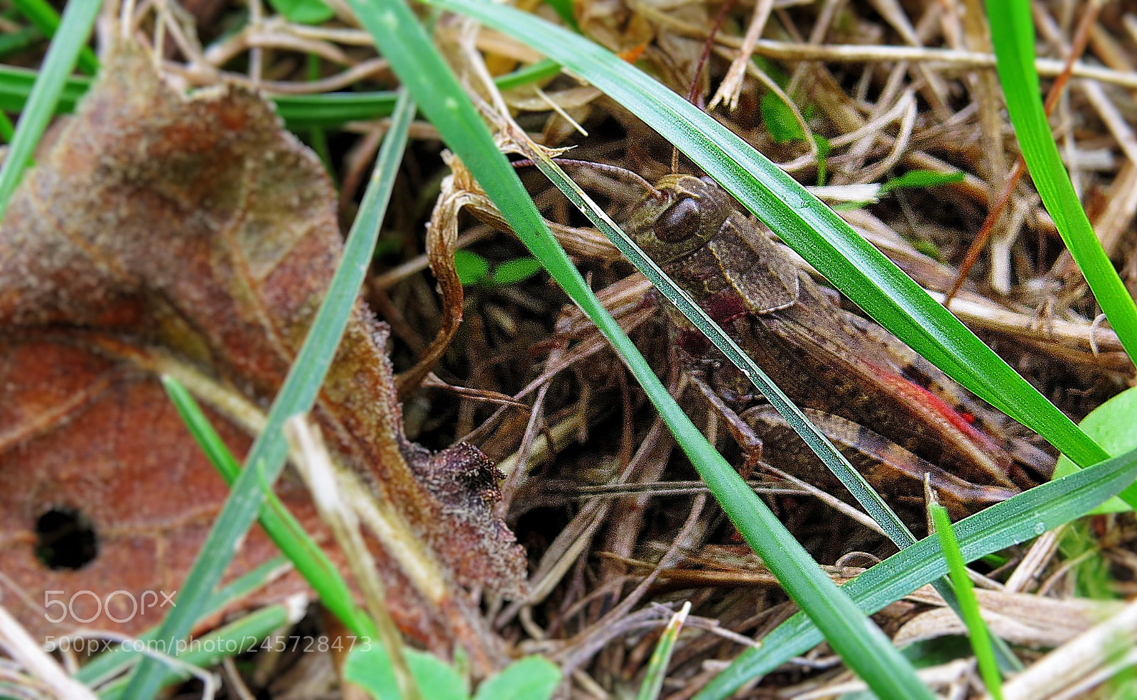 Canon PowerShot SX50 HS sample photo. Hide and seek photography