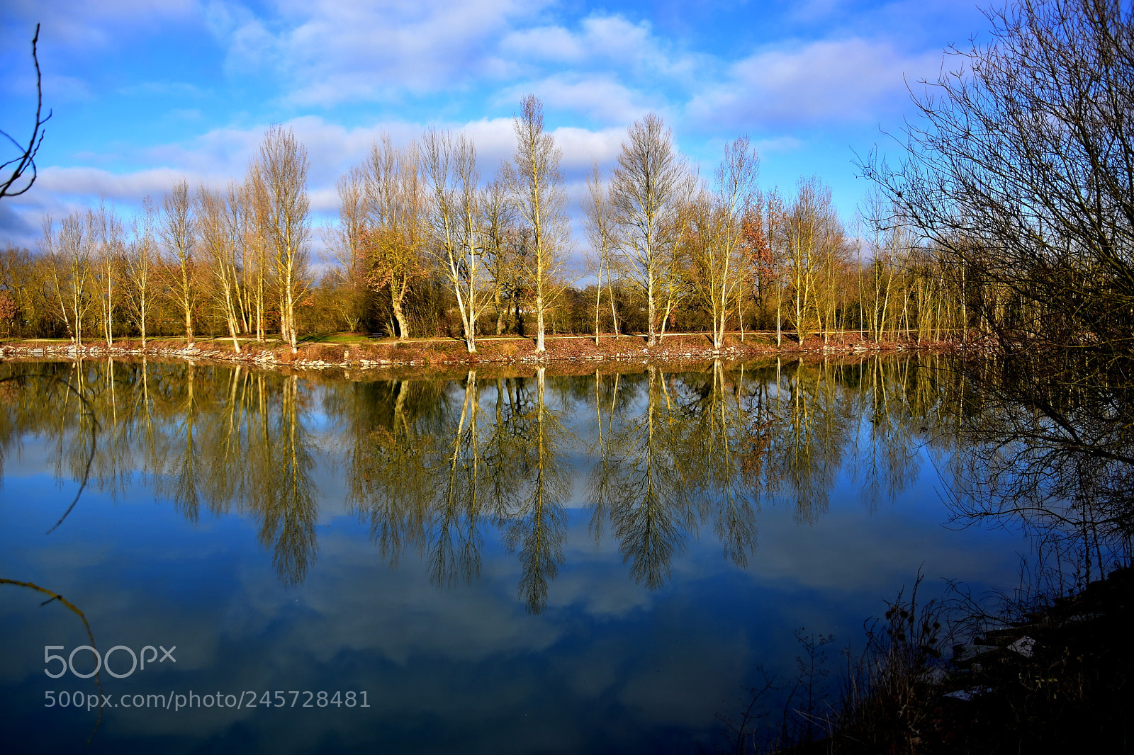 Nikon D3400 sample photo. Trees reflected in a photography
