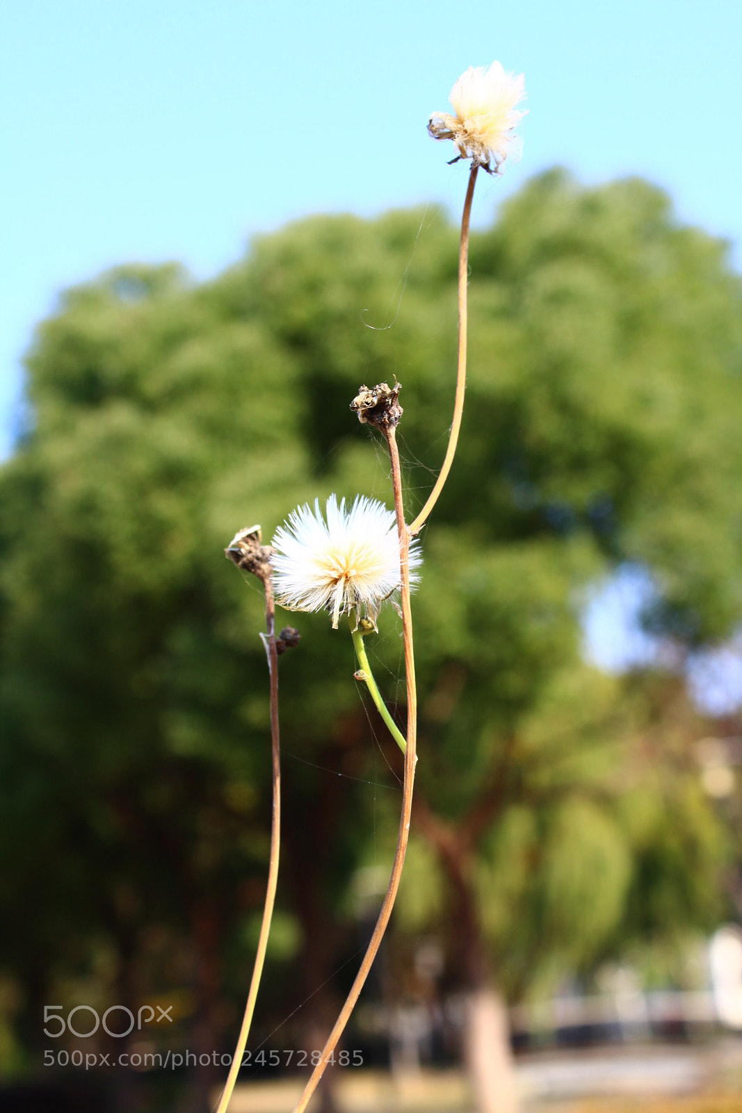 Canon EF-S 18-55mm F3.5-5.6 III sample photo. Untitled photography