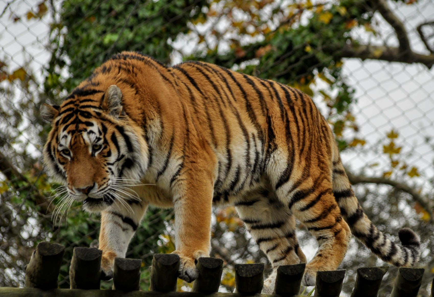 Nikon D5000 + Sigma 70-300mm F4-5.6 APO DG Macro sample photo. The big cat! photography