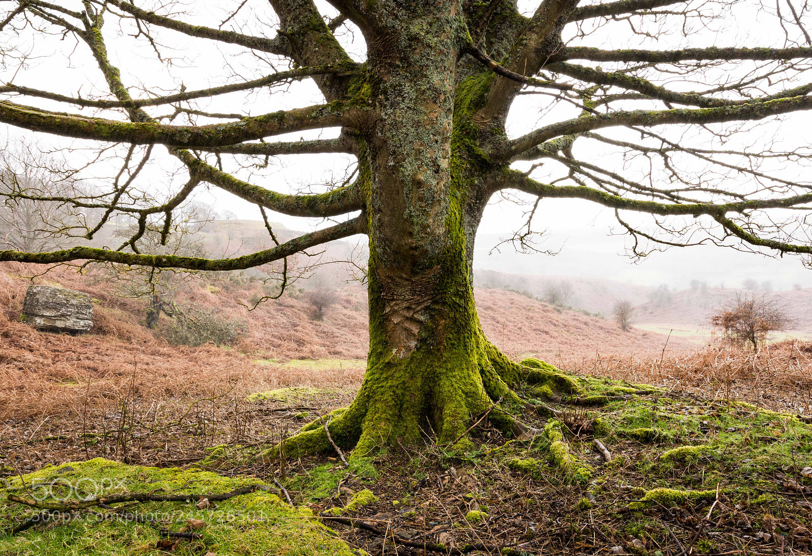Nikon D7200 sample photo. Branches and roots photography
