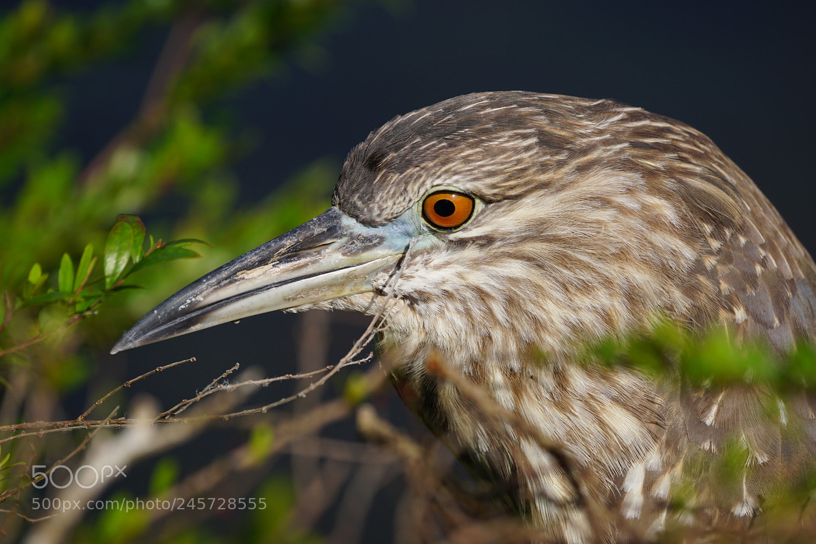 Sony ILCA-77M2 sample photo. Bird modelling photography