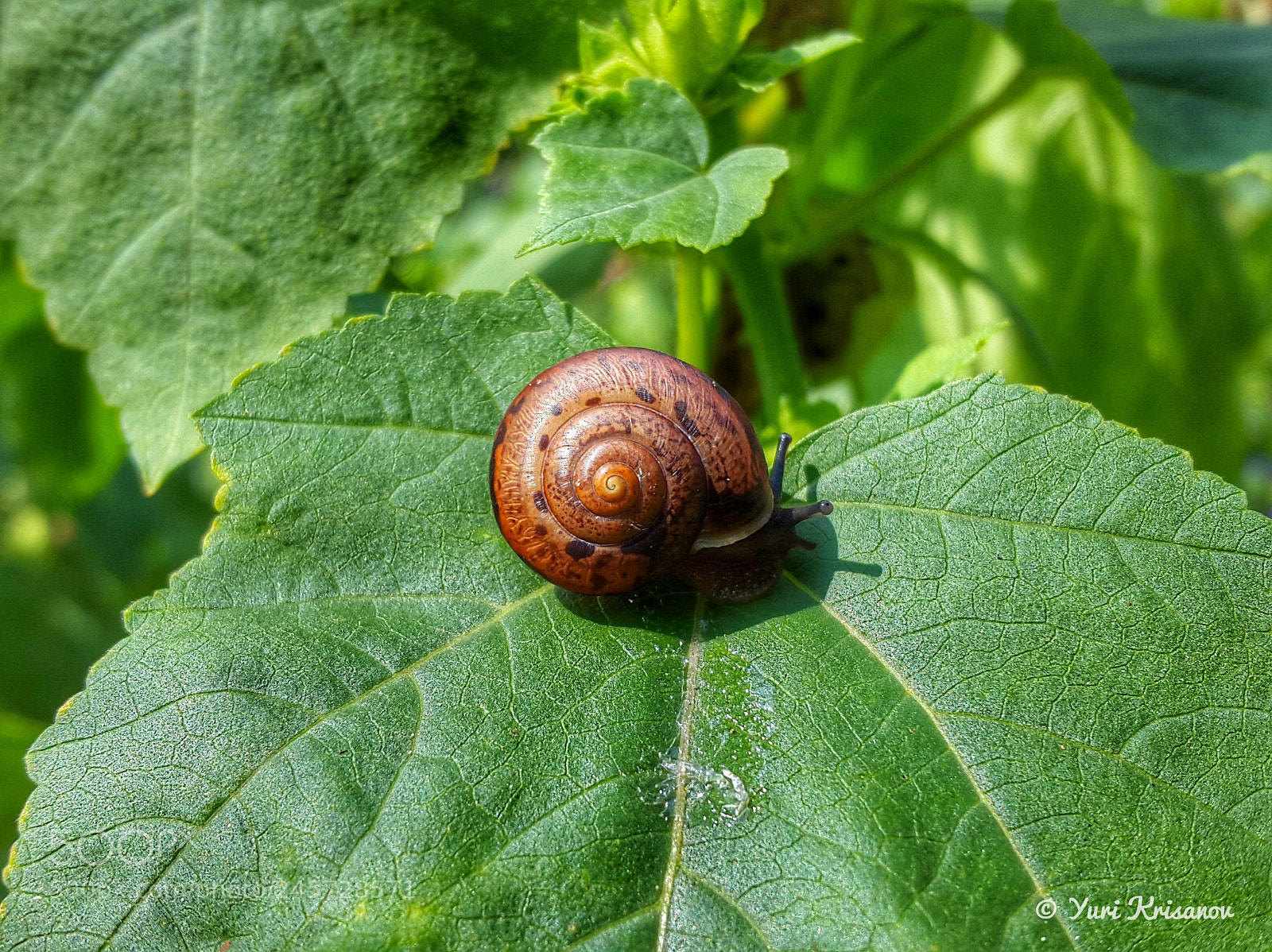Samsung Galaxy Alpha sample photo. Snail hid in a photography