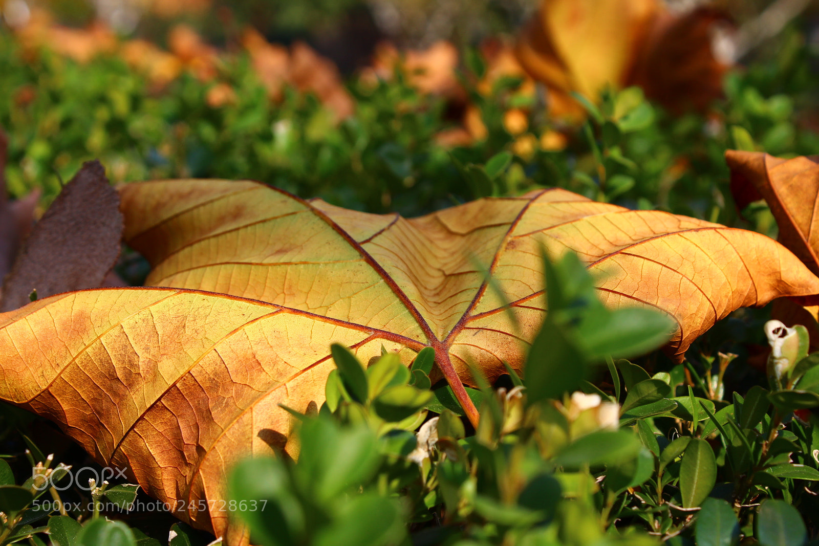 Canon EF-S 18-55mm F3.5-5.6 III sample photo. Untitled photography